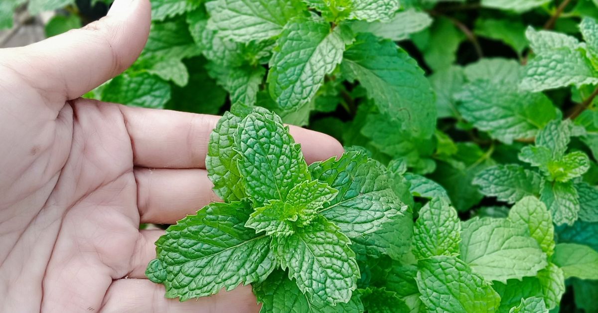 Homegrown mint boasts a superior taste, enhanced by the sense of accomplishment in nurturing it yourself.