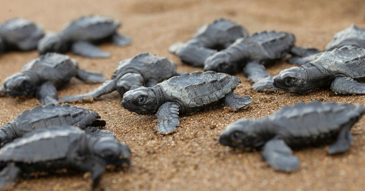 Olive Ridley turtle hatchlings being reintroduced onto shores