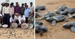Witness a Rare Moment: 1500 Olive Ridley Hatchlings Take Over Andhra’s Shores