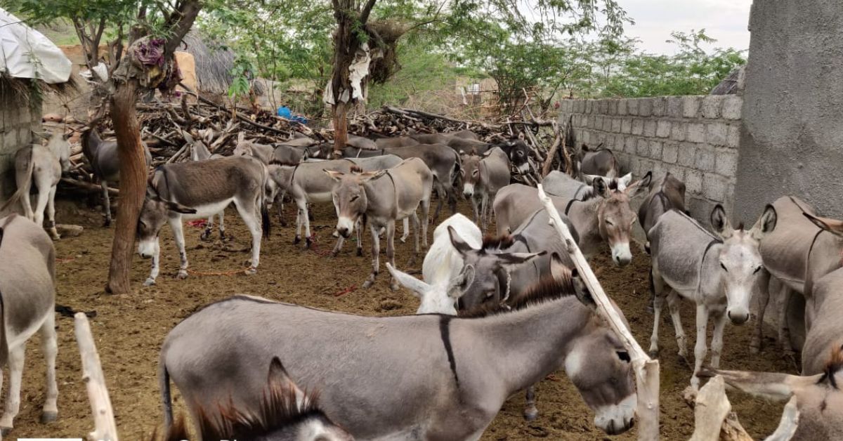 Organiko ensures ethical practices in donkey milking, focussing on the well-being of the animals.