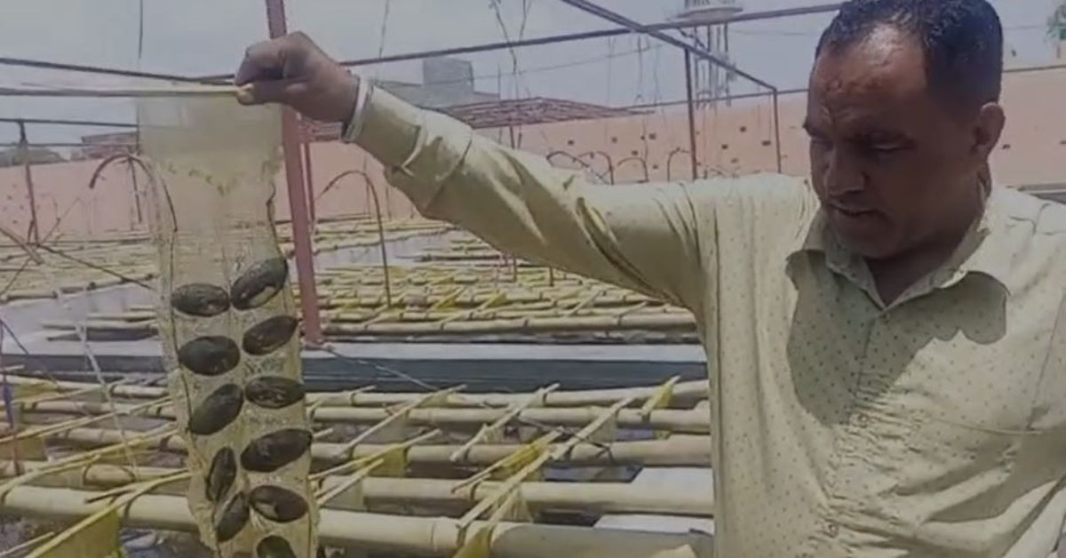 Starting with six cement tanks at Salinder's home, they invested Rs 3.5 lakh in quality mussels to begin their pearl farming venture.