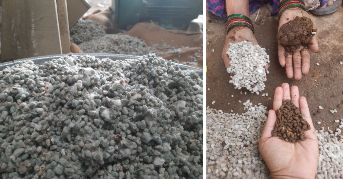 Gram Art Project urges farmers to grow desi cotton instead of Bt cotton as it is gentler on the planet 
