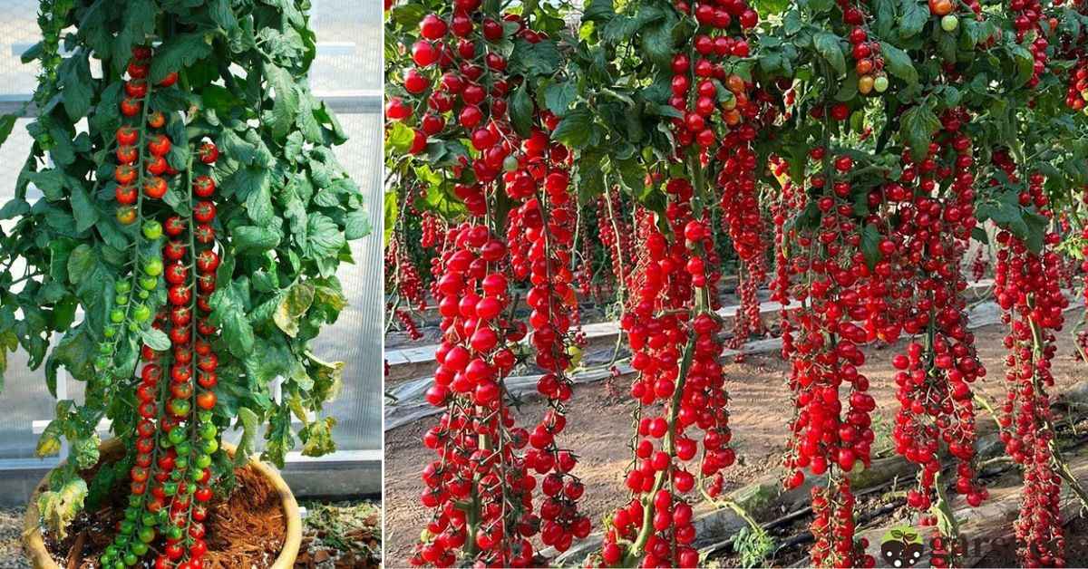 To encourage the iconic waterfall effect, use sturdy trellises to support your growing giants. 
