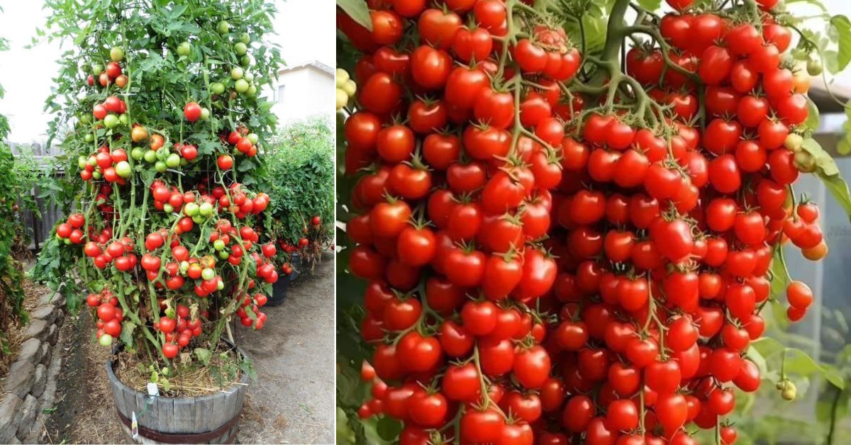 These tomatoes get ready for harvest typically between 60 and 100 days. 