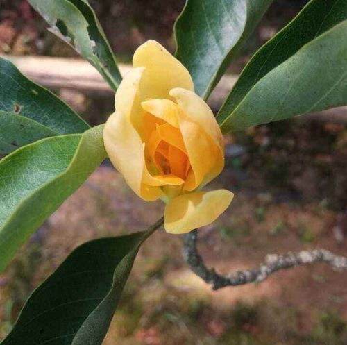 Sonchafa flower farming profits