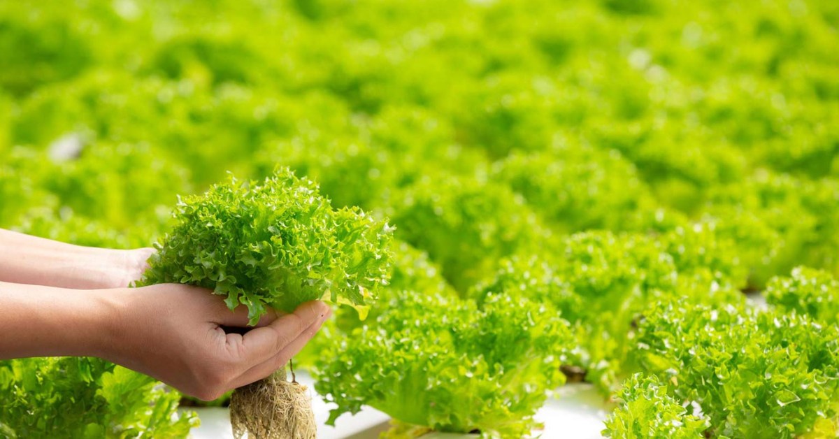 Hydroponics is particularly effective for growing high-value and quick-yield crops; Picture source: Organica Biotech