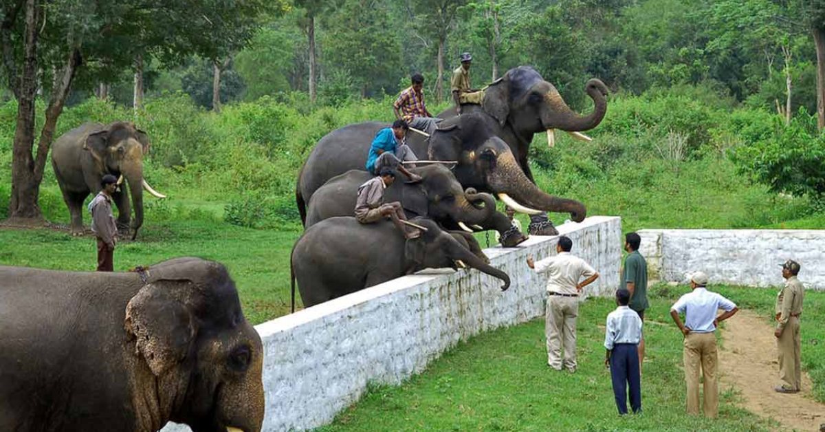 Drive about 30 km to Dubare Elephant Camp, and interact with the gentle giants in a natural riverside setting; Picture source: Coorg Tourism