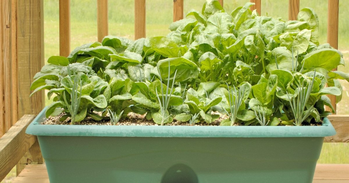Spinach is a hardy leafy green that grows quickly in well-drained soil; Picture source: Gardening Know How