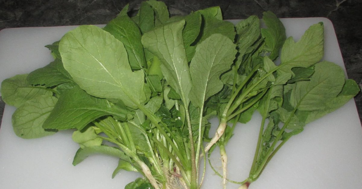 You can grow the leafy tops of radishes in very little time at home; Picture source: GreenDNA