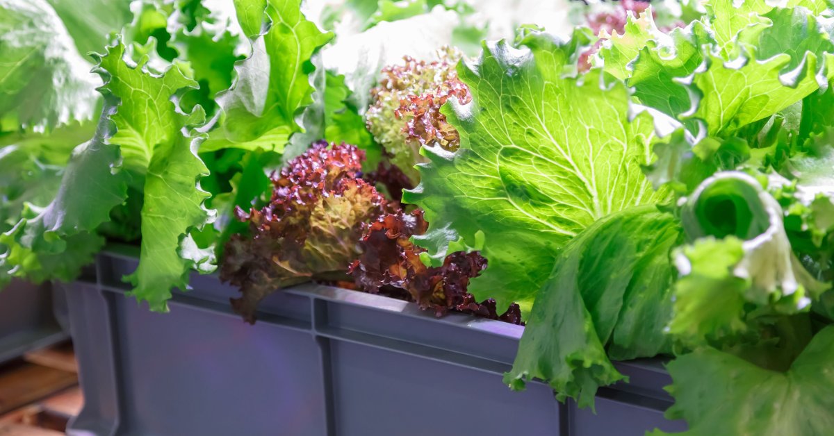 Use shallow and well-draining pots to grow lettuce quickly at home; Picture source: Better Homes & Gardens
