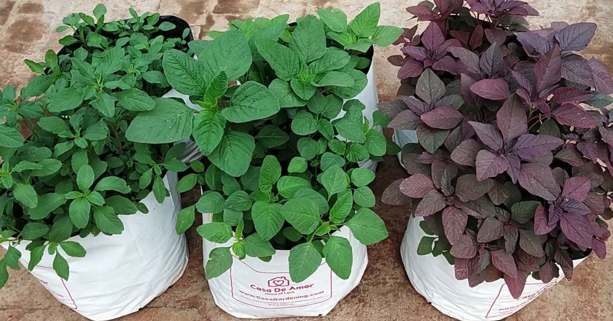 Amaranth is a low-maintenance green that grows in hot Indian summers; Picture source: Rehoboth Organic Farms