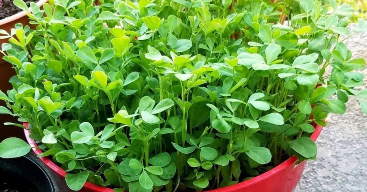 Balcony pots dry out faster than ground soil, so water early in the morning or the evening; Picture source: Plantogallery
