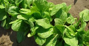 Kickstart Your Winter Harvest With These Early Rabi Crops; Sow Now