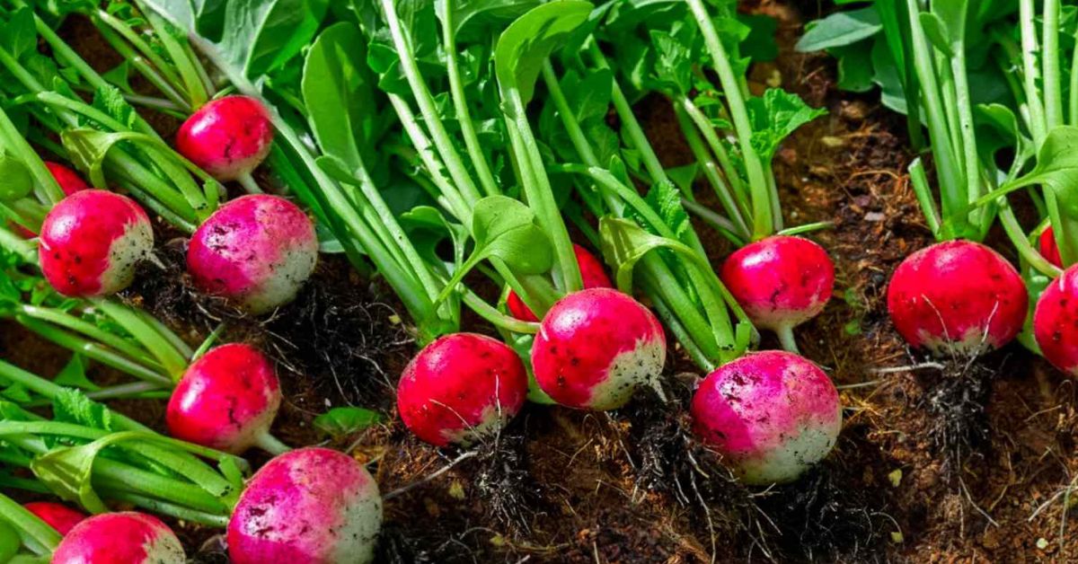 By sowing early, crops have more time to develop, leading to better root formation; Picture source: The Spruce