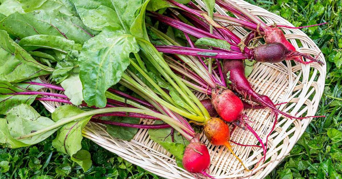 Beetroot requires good drainage and space for the roots to expand; Picture source: The Spruce