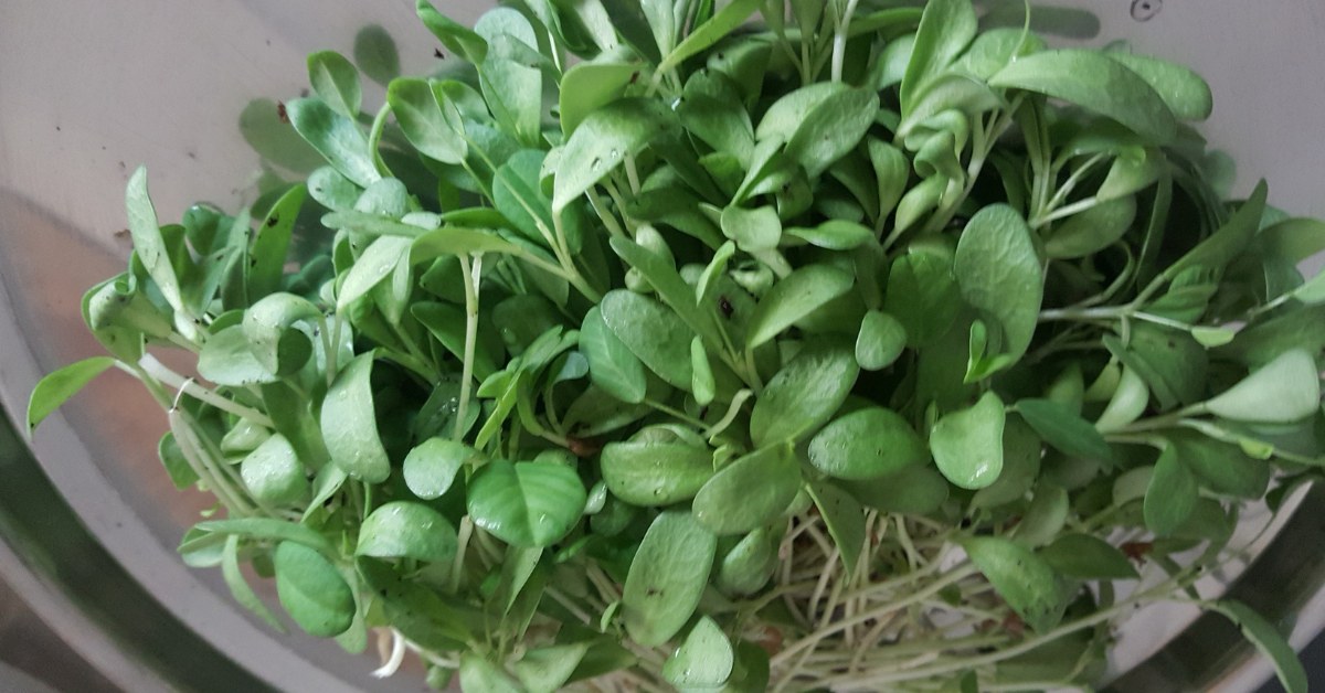 If you are gardening after the monsoon, make sure that the soil drains well; Picture source: Vanita's Corner