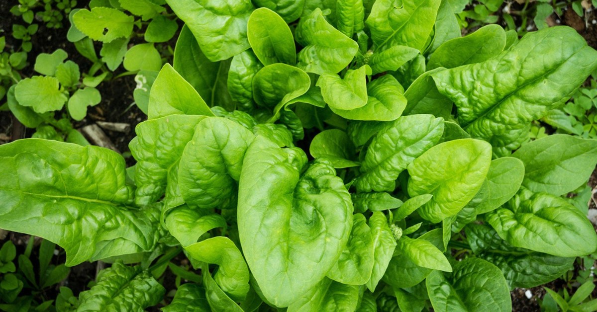 Make sure not to overwater your plants, otherwise it can affect their growth and lead to root rot; Picture source: Gardening Know How