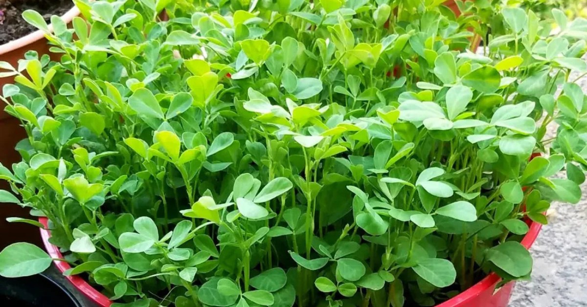 If you are gardening on a balcony or terrace, place your containers where they receive maximum light; Picture source: Padmam Nursery