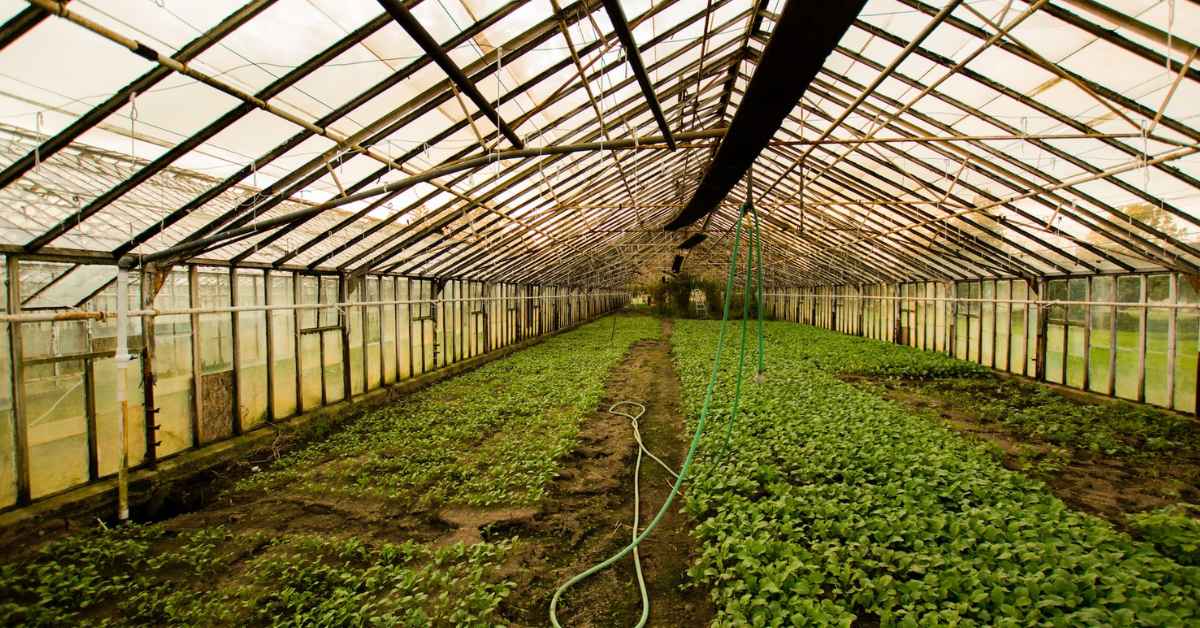 Off-season cultivation helps farmers earn extra income on high-value crops; Picture source: Agriplast Tech India Private Limited