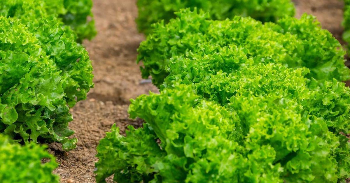 The key to a successful off-season cultivation is choosing crops suited to cooler temperatures; Picture source: Agriculture Guruji