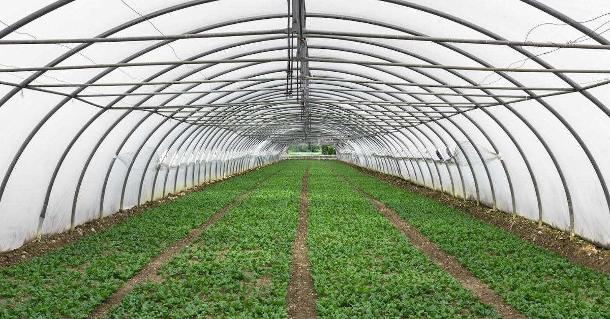 A fertile and well-structured soil base is essential for off-season crops; Picture source: Agritecture