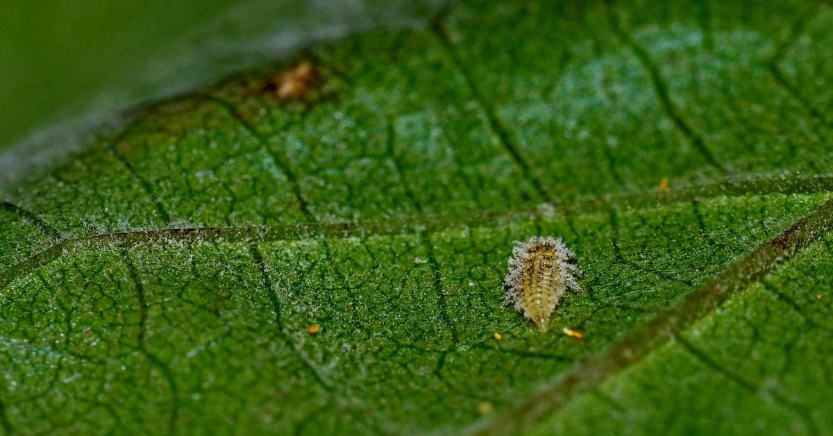 Rotate crops annually to interrupt pest and disease life cycles; Picture source: The Spruce