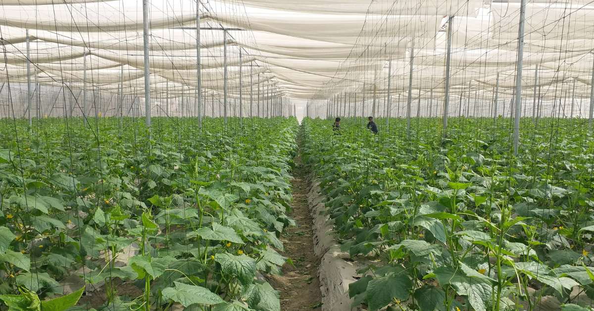 Weather extremes, such as heavy rainfall or intense sun, can jeopardise off-season crops; Picture source: Garware Technical Fibres