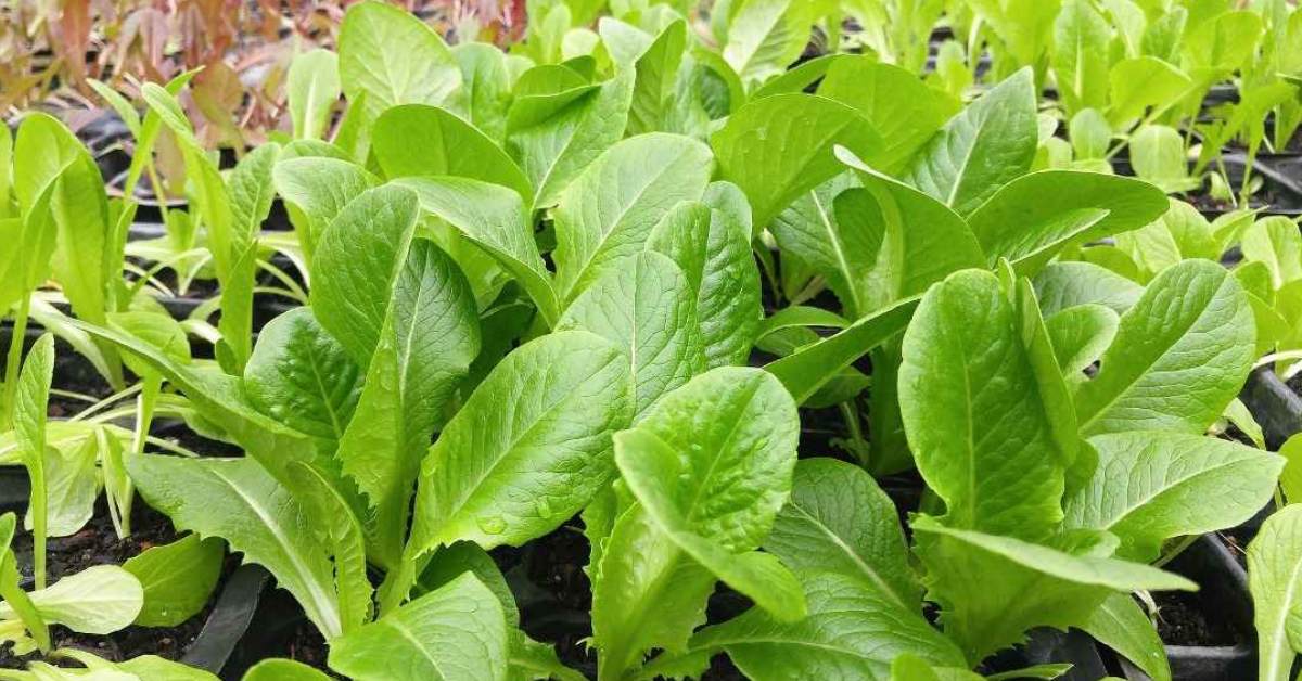 Plan staggered planting schedules to guarantee a continuous supply; Picture source: Agri Farming