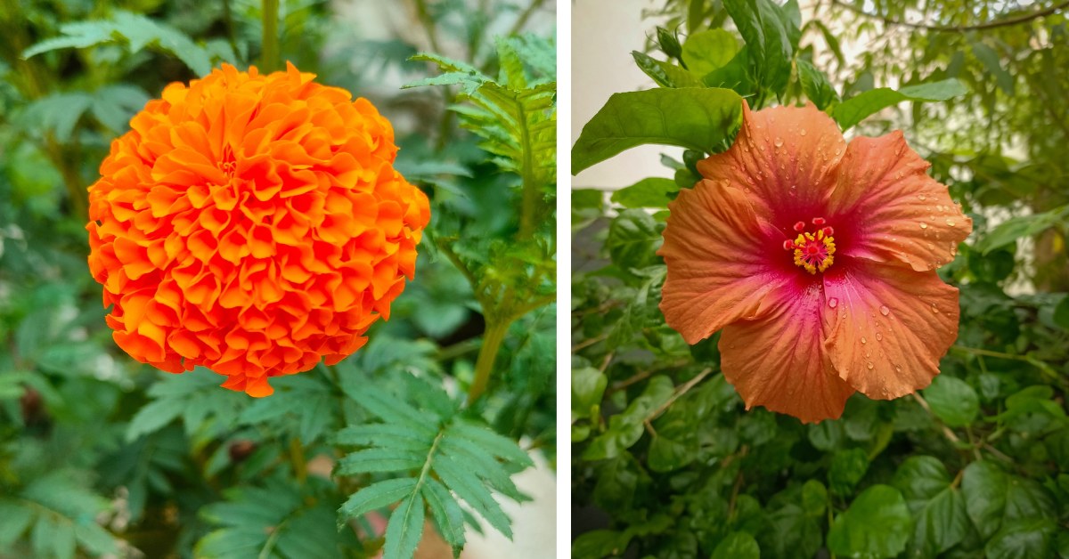 Natural Dye Plants for Rangoli: A Family-Friendly Gardening Guide