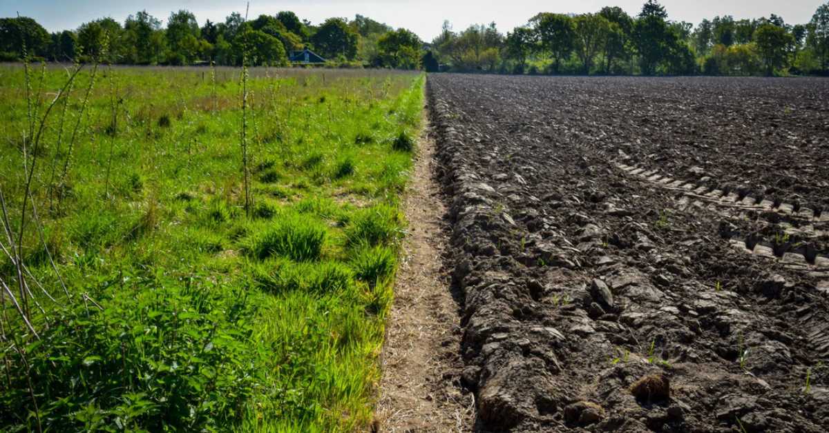 A living soil teems with beneficial organisms that help break down organic matter and support strong plant growth; Picture source: Oceansrespect