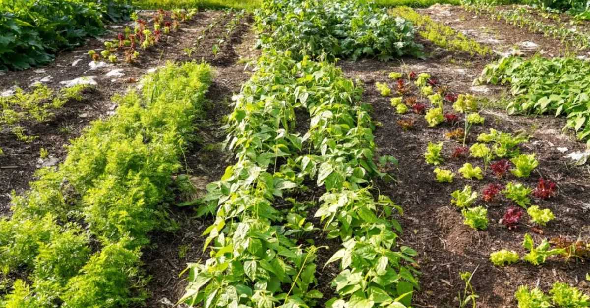 Instead of planting a single crop in a single space, try to mimic natural ecosystems by combining plants of different sizes and functions; Picture source: modernfarmer.com