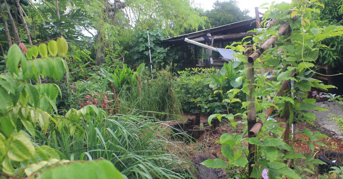 Root vegetables and climbing plants can add even more layers to the permaculture system; Picture source: ECHOcommunity.org