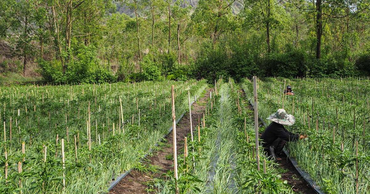 Connect with local permaculture groups or online forums to share ideas, ask questions, and gain insights from others before starting your system; Picture source: Wandering Farmers