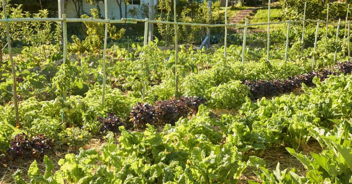 Build a Farm That Sustains Itself: A Beginner’s Guide to Creating a Permaculture Garden