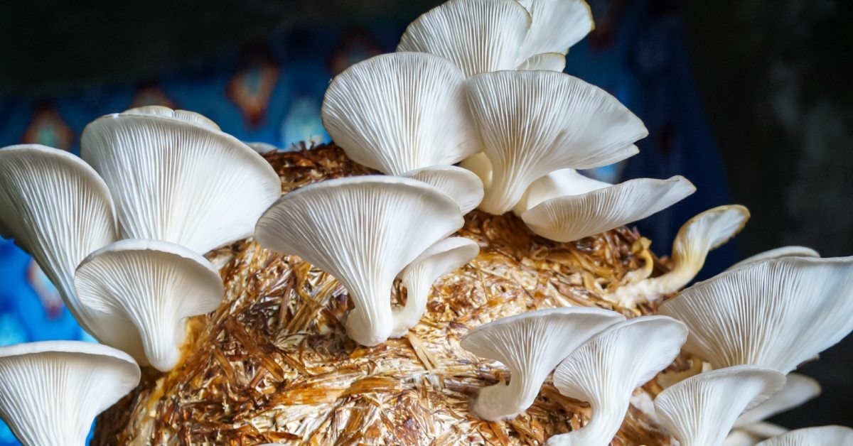 How Indian Farmers Are Earning Lakhs With Low-Investment Mushroom Farming