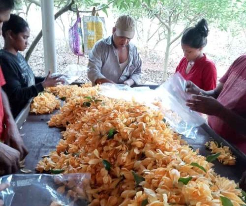 Sonchafa flower farming profits