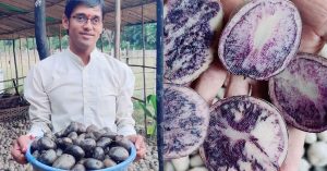 Grow This Rare Black Potato & Earn Up to Rs 5 Lakh/Acre in Just 3 Months