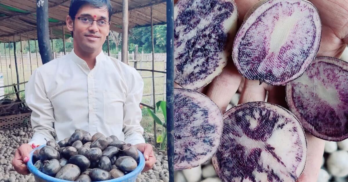 Grow Black Potatoes and Earn Up to ₹5 Lakh Per Acre