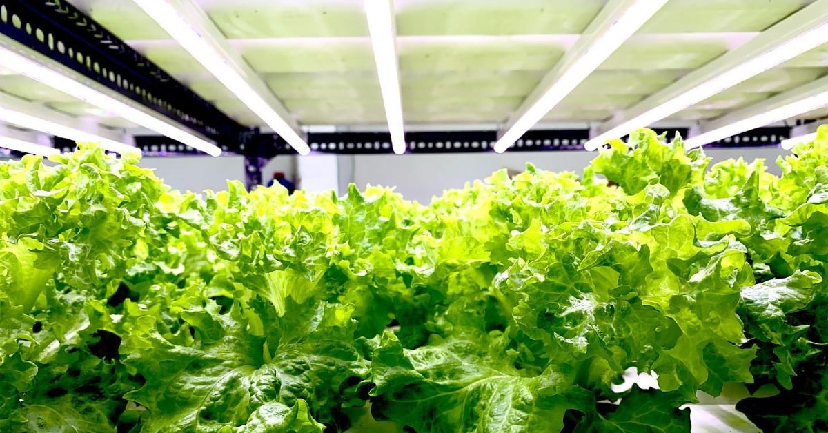 Pritpal harvests up to five times more than what open-field farming would yield on the same land, every month through hydroponics