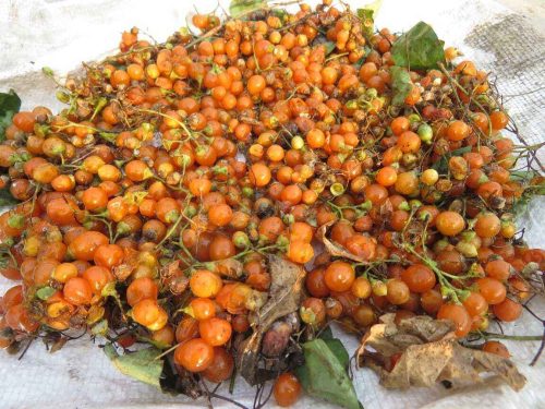 Collected native seeds like Gavathi Ambe, Undi, and Palas ready for germination at Bholewar Palange’s parking-lot nursery in Pune.