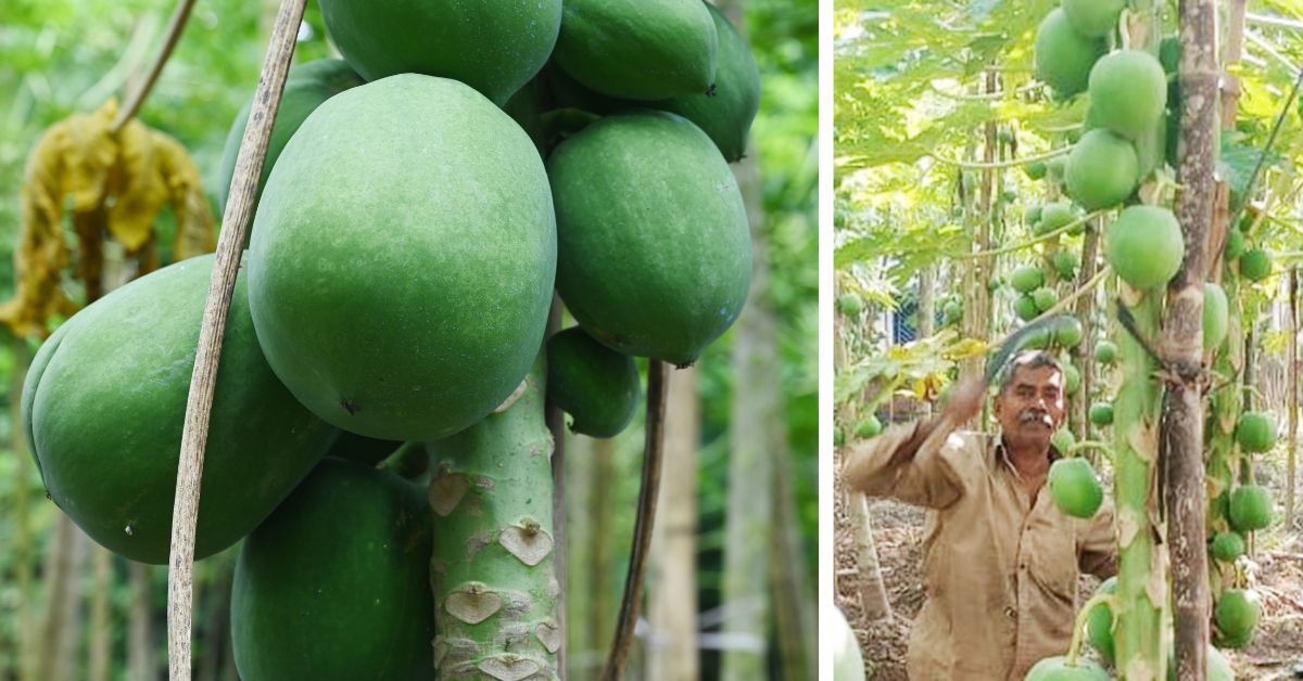 New papaya variety by Bengal farmer