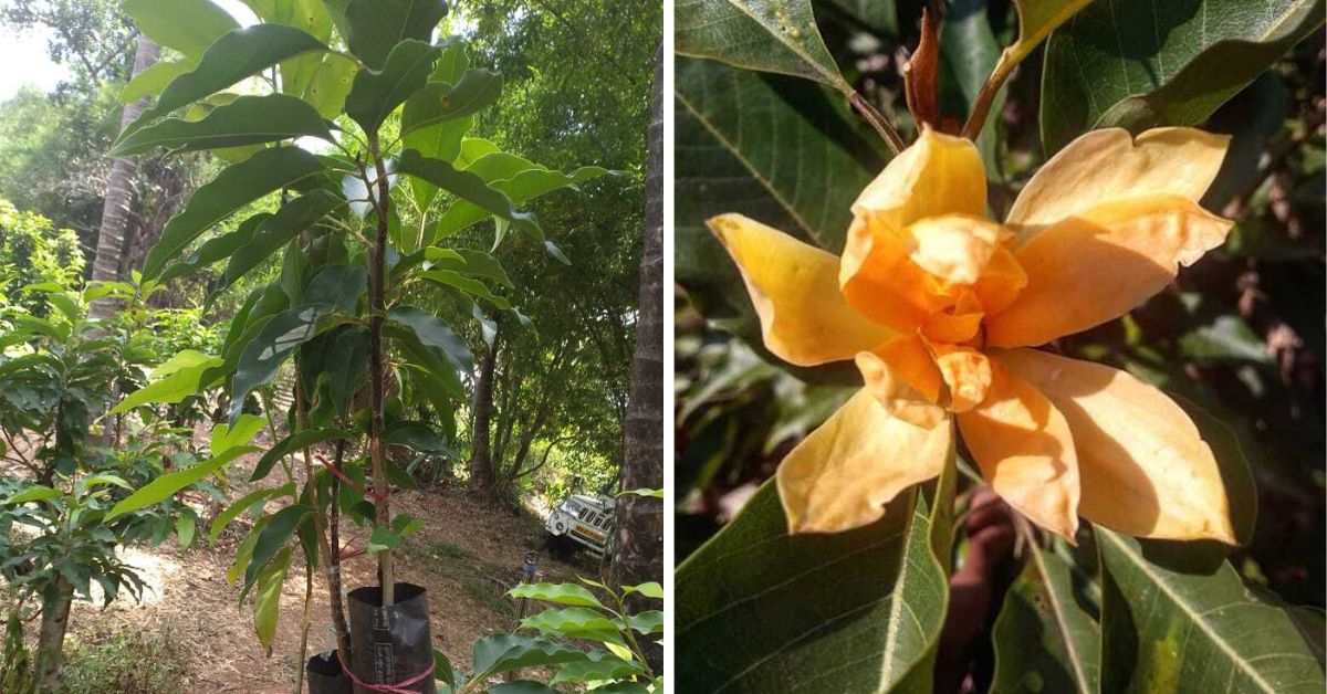Sonchafa flower farming profits