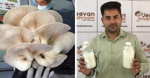 MBA Dropout Builds Rs 13L/Month Mushroom Startup in Rajasthan, Trains Farmers Across India
