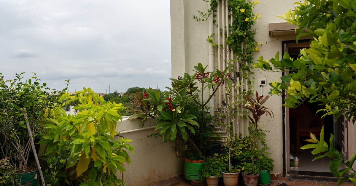 10 Simple Steps To Build a Mini-Forest on Your Terrace (Even in a City!)