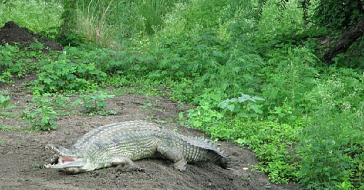 An alligator at the Van Vihar National Park in Bhopal. 