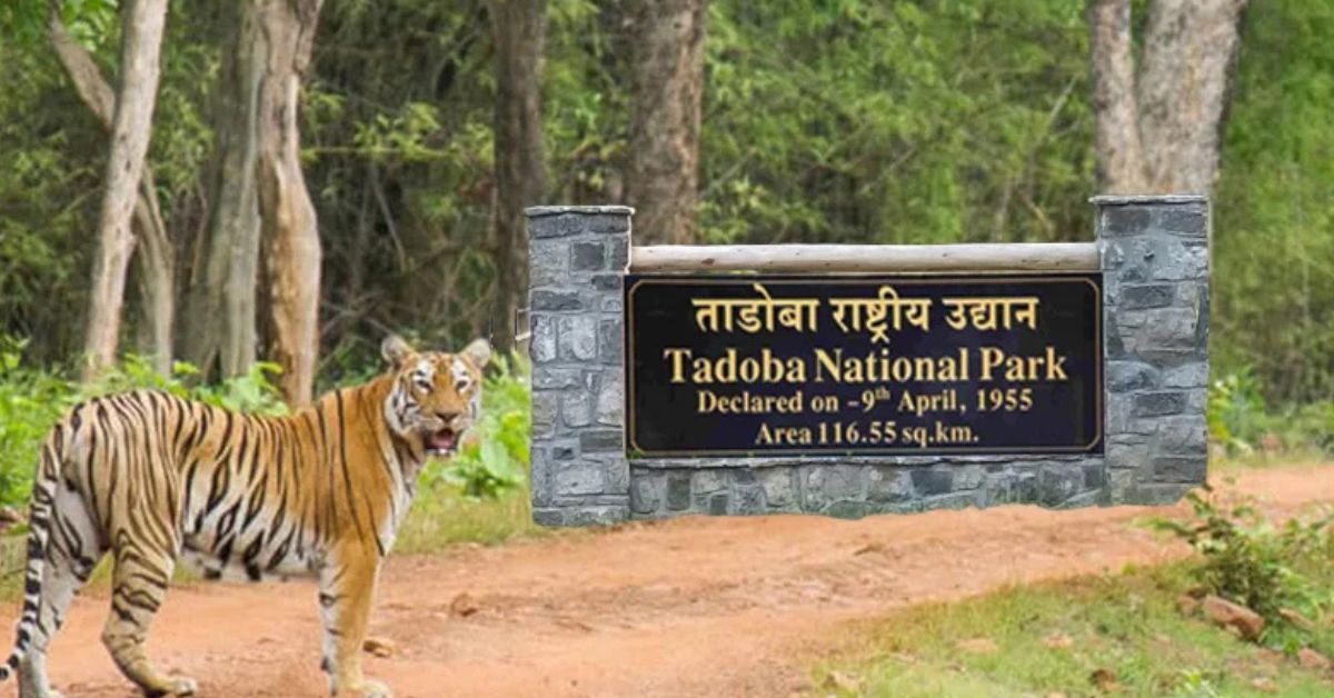 Tadoba is packed with interactive exhibits that explain forest ecology, tiger behaviour, and what it takes to protect these big cats.