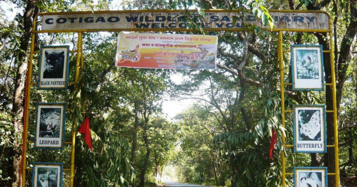 Cotigao in South Goa offers serene forests, treetop towers, 8 trails, and wildlife like pangolins, sloth bears, and flying squirrels.