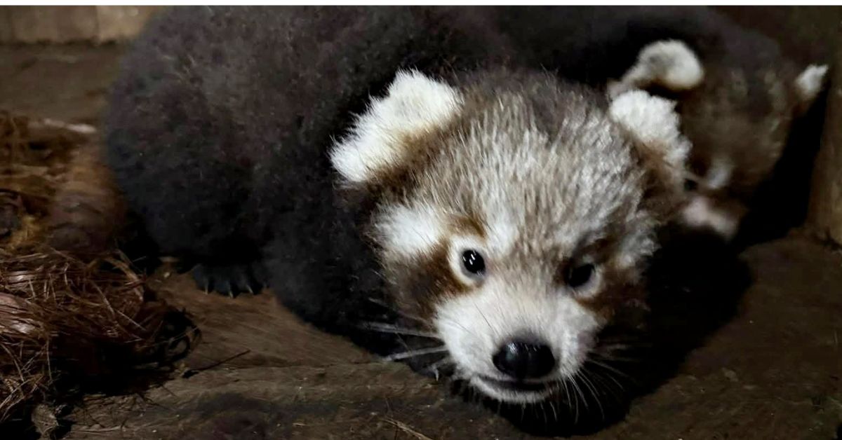 Red Panda Cubs Born in Sikkim After 7 Years And They’re More Than Just Adorable