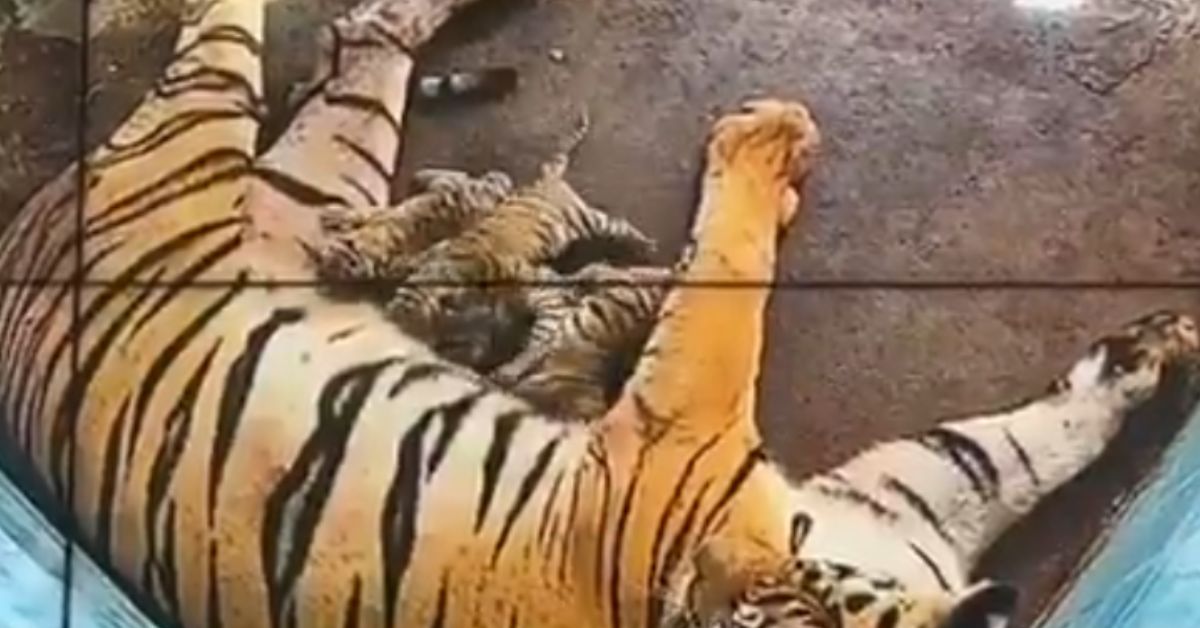 Tigress Aditi with her cubs at Delhi Zoo.