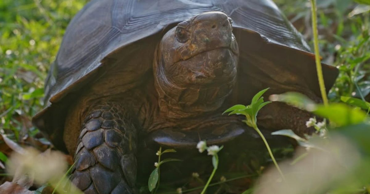 The Asian Giant Tortoise (Manouria emys) is mainland Asia’s largest tortoise species. 